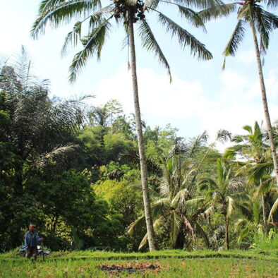 Ubud-RiceField-Walk-BaliEco-Tours-3