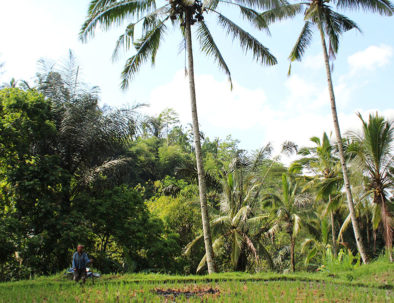 Ubud Rice Field Walk 5